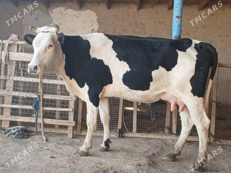 goleli - Векильбазар - img 2