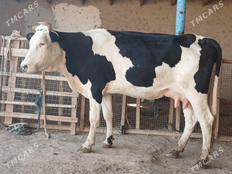 goleli - Векильбазар - img 4