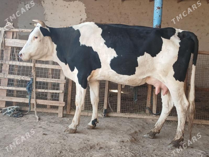 goleli - Векильбазар - img 6