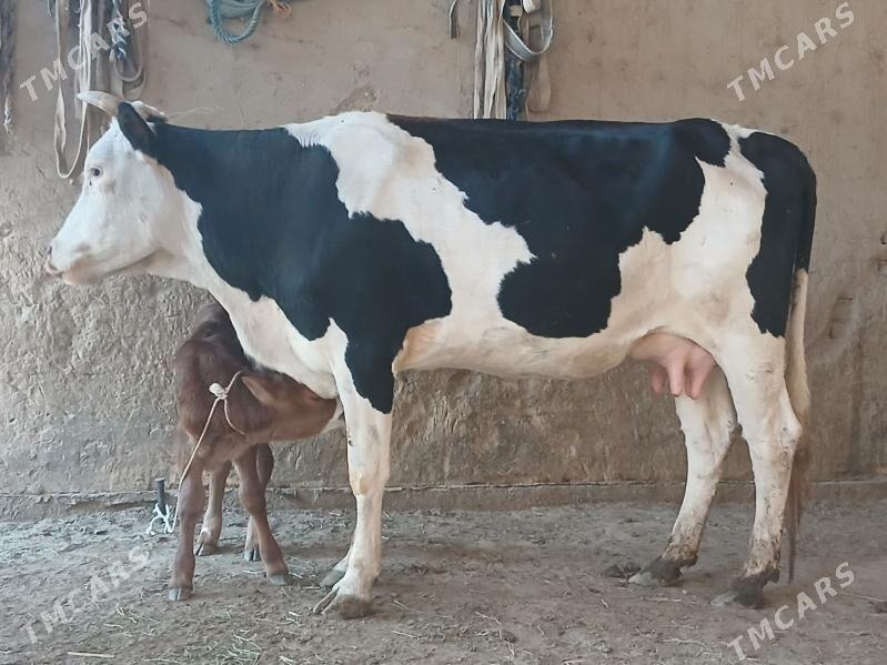 goleli - Векильбазар - img 7