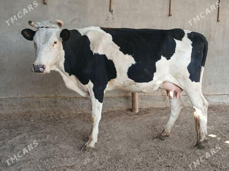 goleli - Векильбазар - img 5