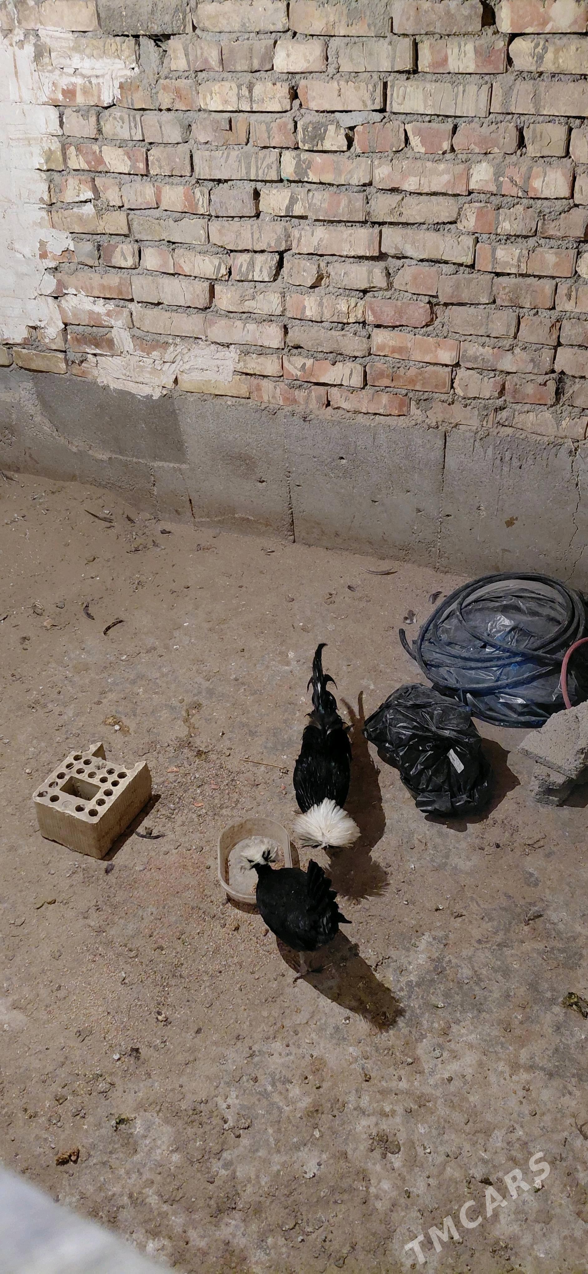 Towuk - Hitrowka - img 2