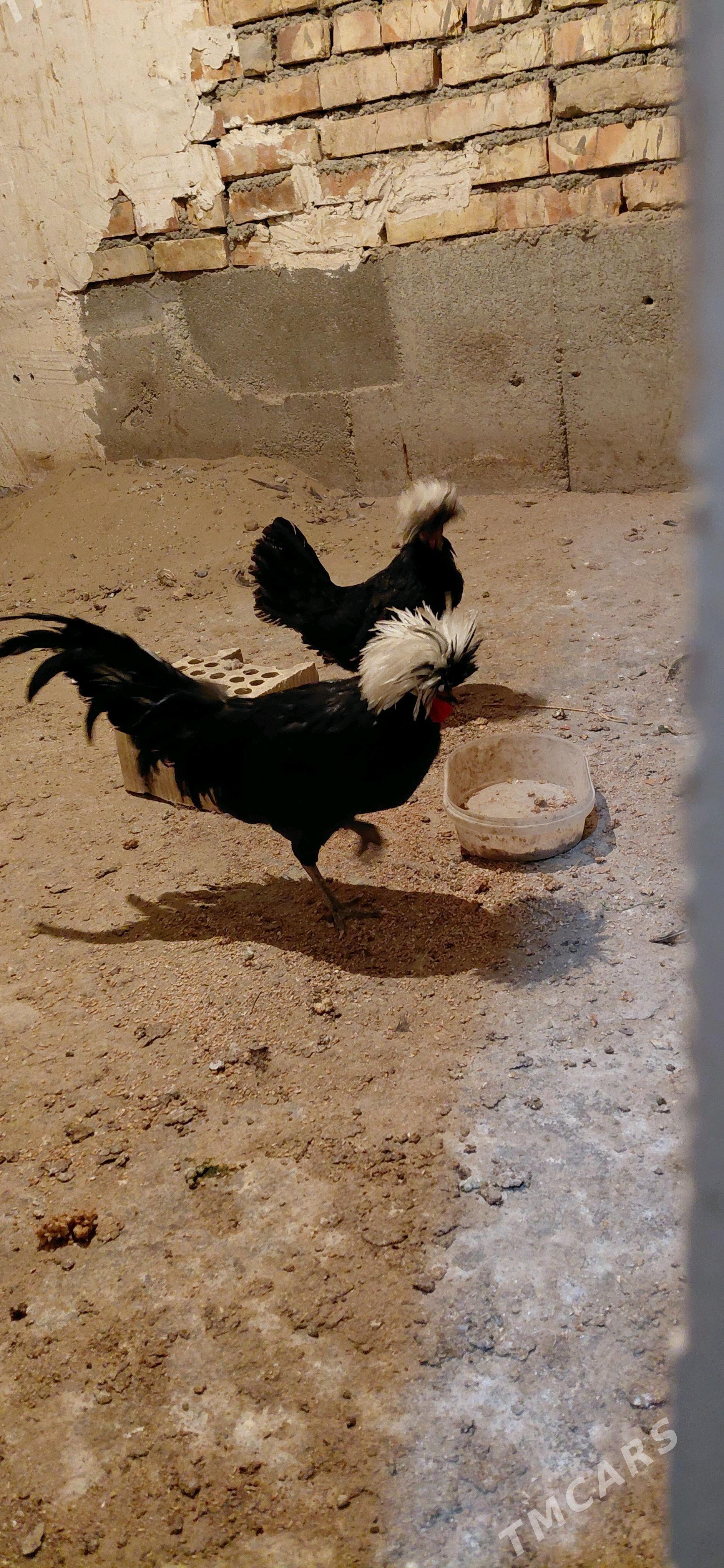 Towuk - Hitrowka - img 1