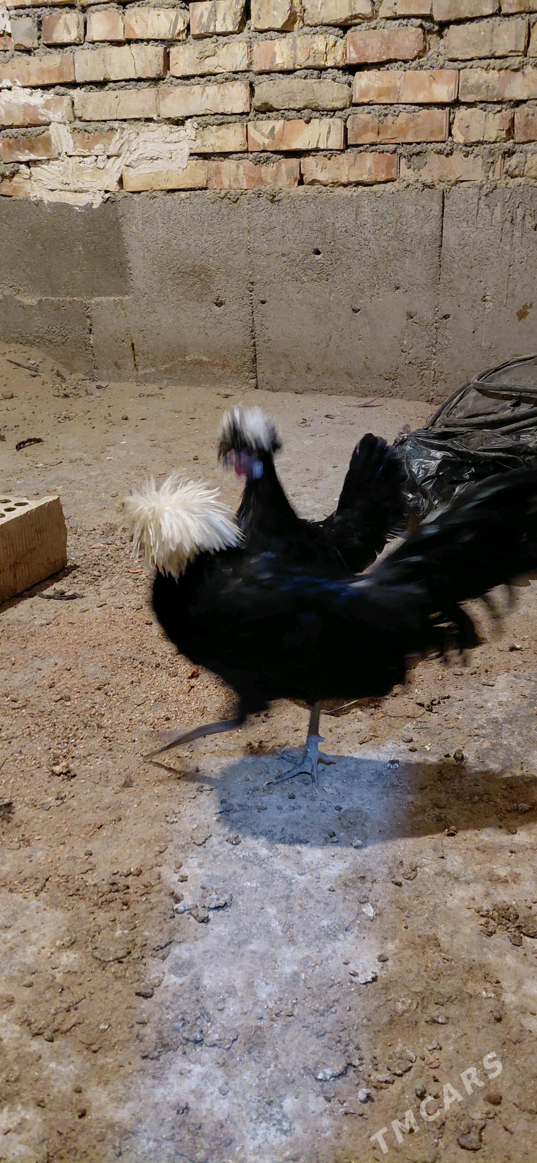 Towuk - Hitrowka - img 3