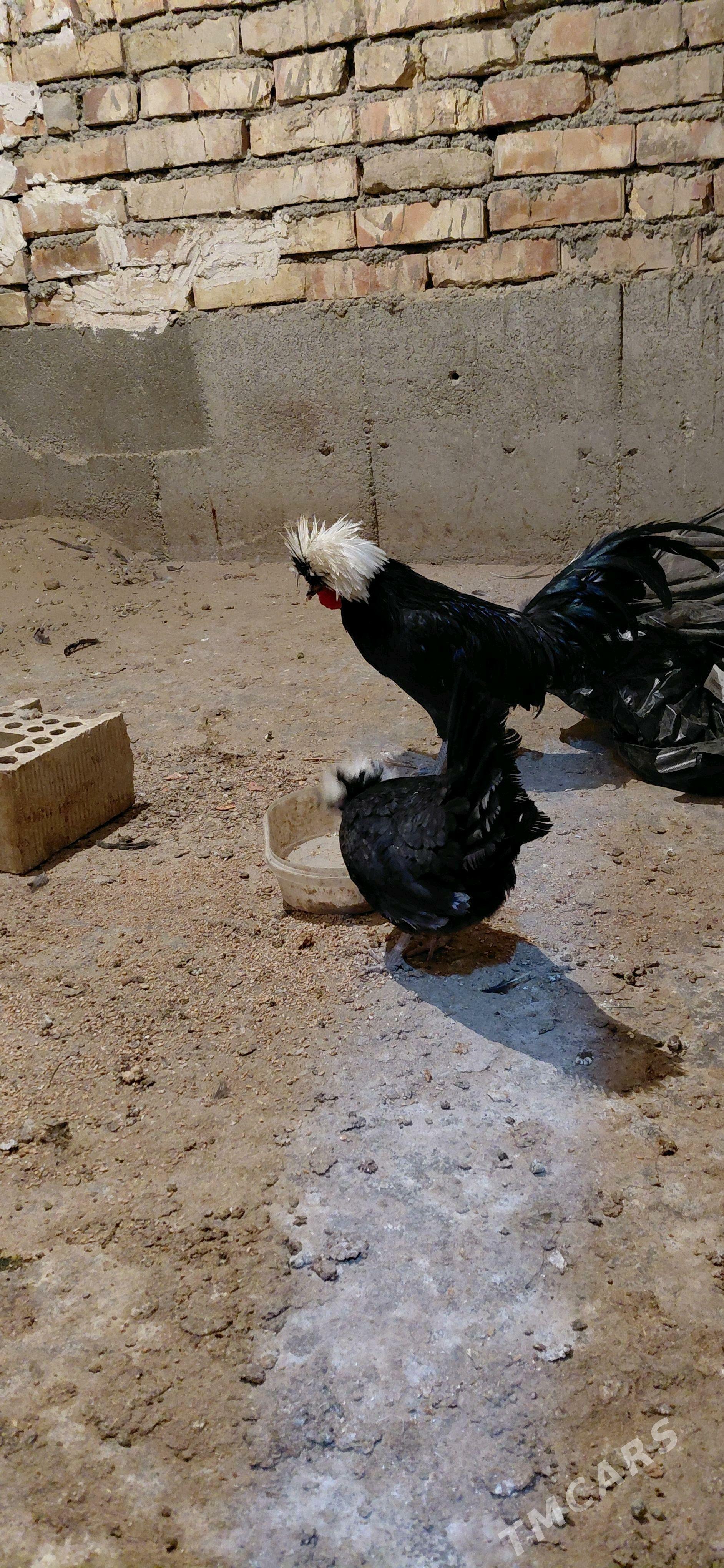 Towuk - Hitrowka - img 4