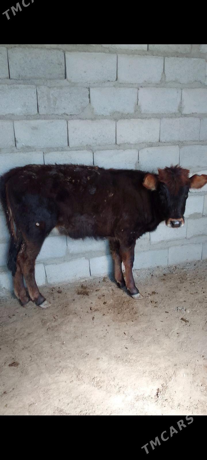 Òkuzce gaçar - Bereket - img 1