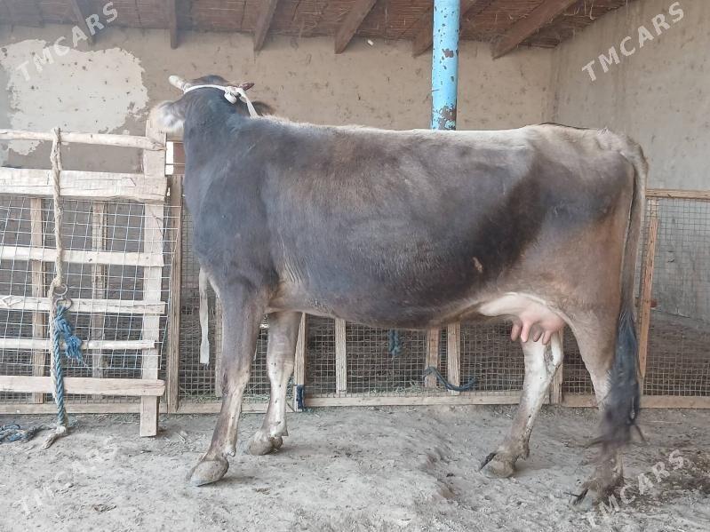 goleli - Векильбазар - img 2