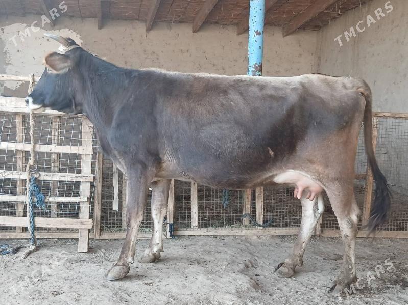 goleli - Векильбазар - img 6