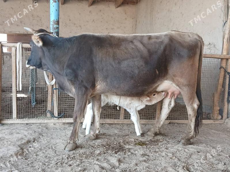 goleli - Векильбазар - img 5