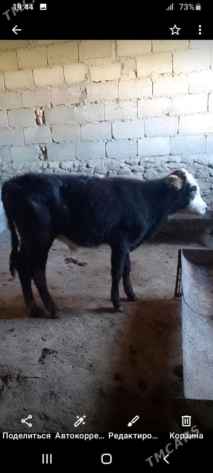 Òkuzce gaçar - Bereket - img 2