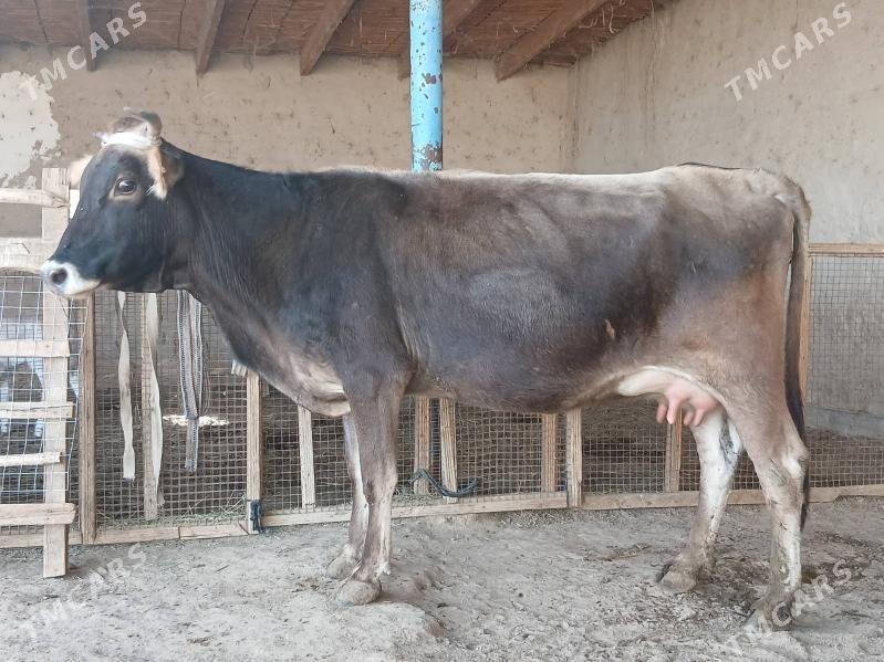 goleli - Векильбазар - img 3