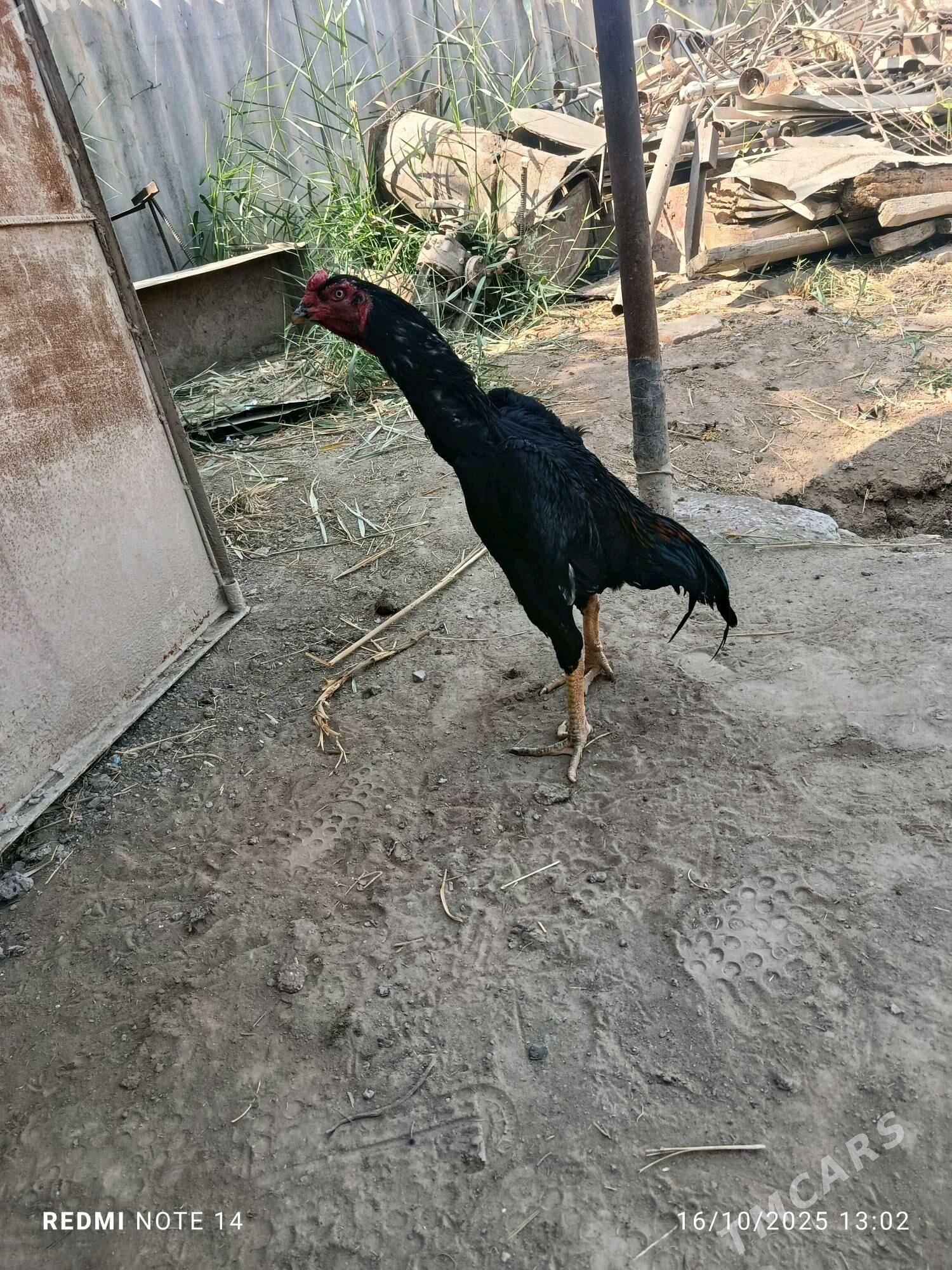 BAYES - Türkmenabat - img 1