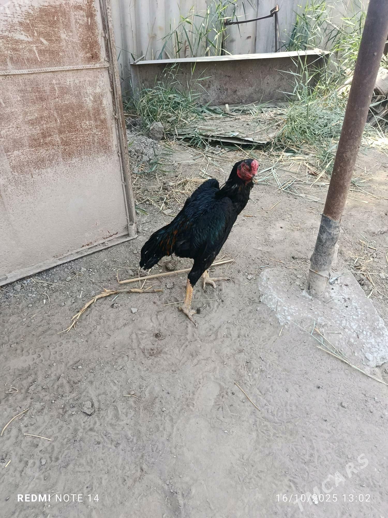 BAYES - Türkmenabat - img 2