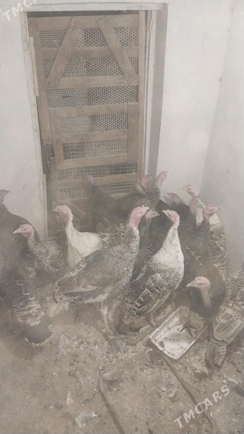 INDUK - Tejen - img 6