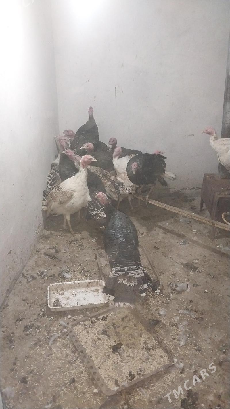 INDUK - Tejen - img 1