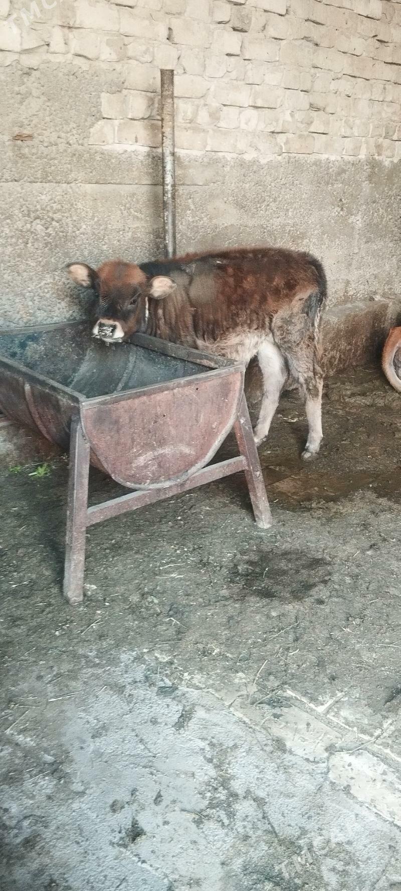 goleli sygyr - Aşgabat - img 4