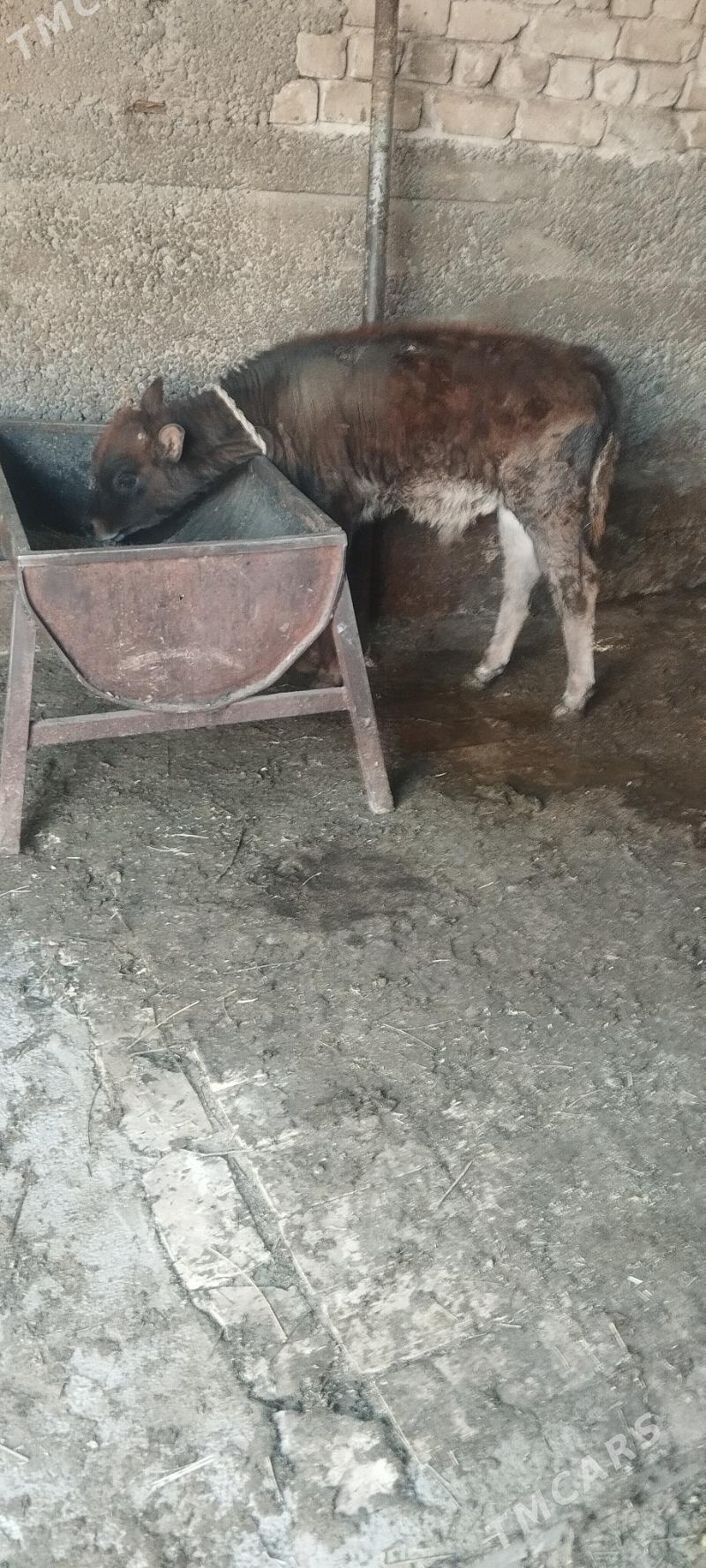 goleli sygyr - Aşgabat - img 5