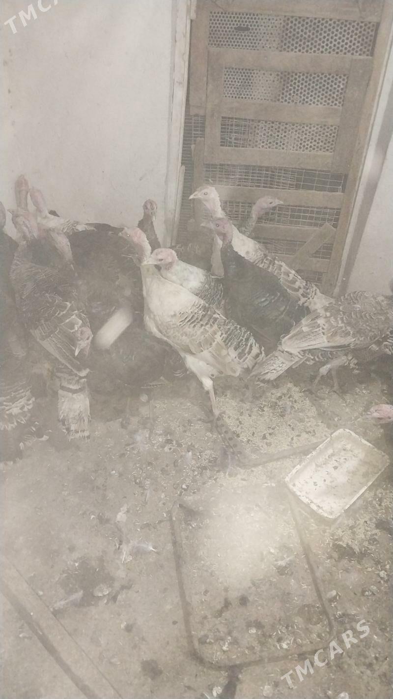 INDUK - Tejen - img 5