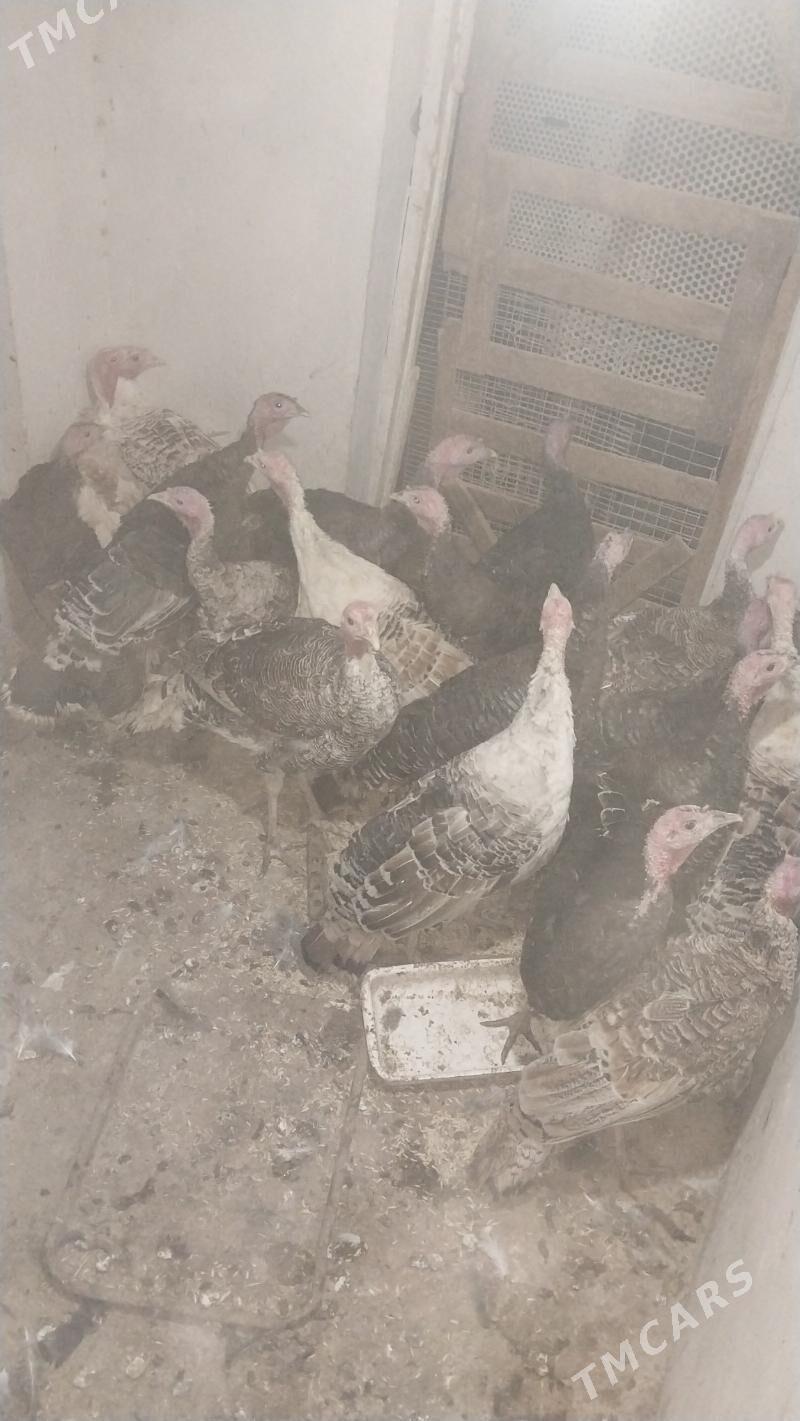 INDUK - Tejen - img 7