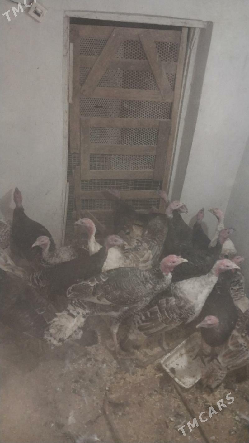 INDUK - Tejen - img 2