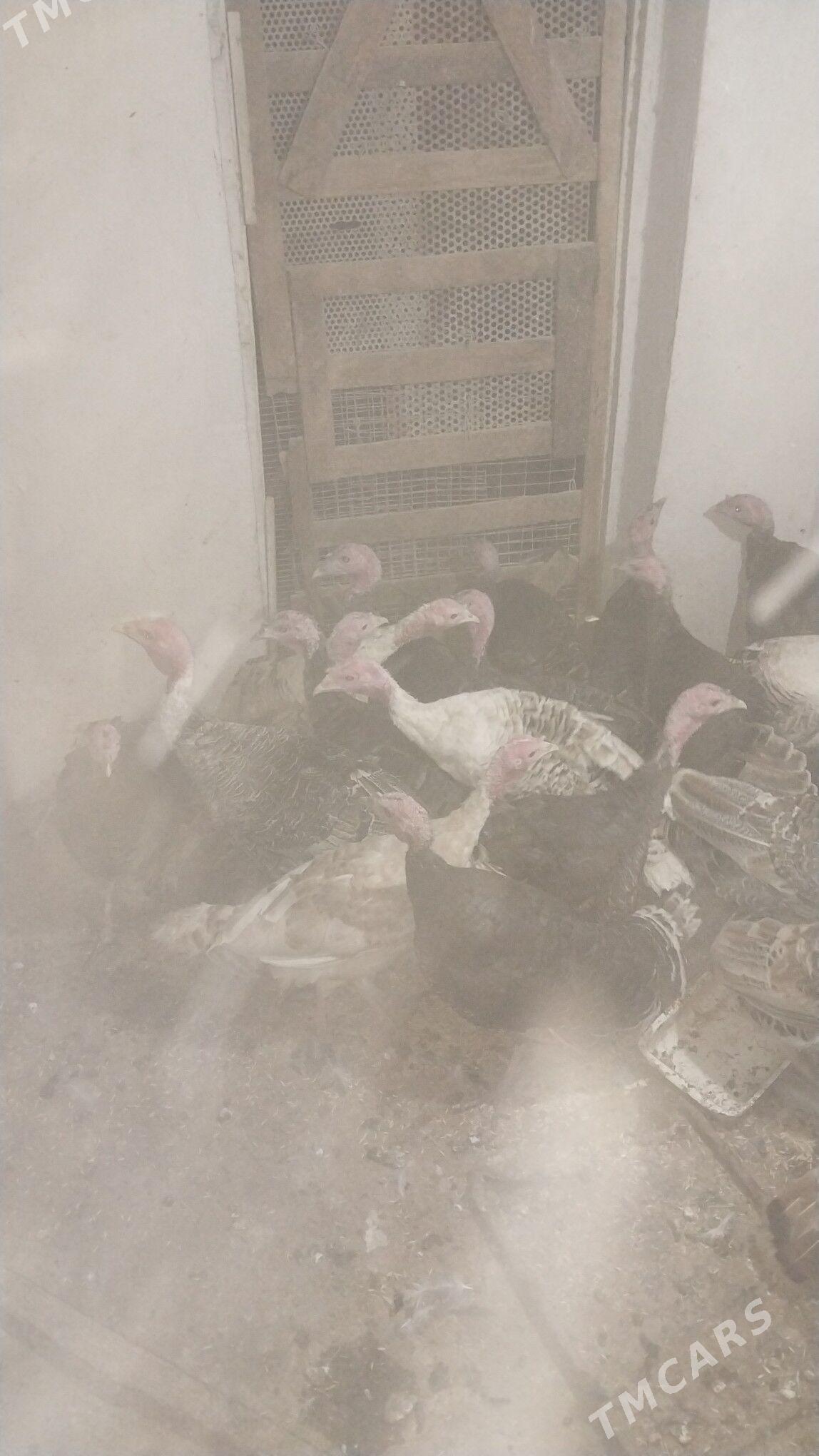 INDUK - Tejen - img 8