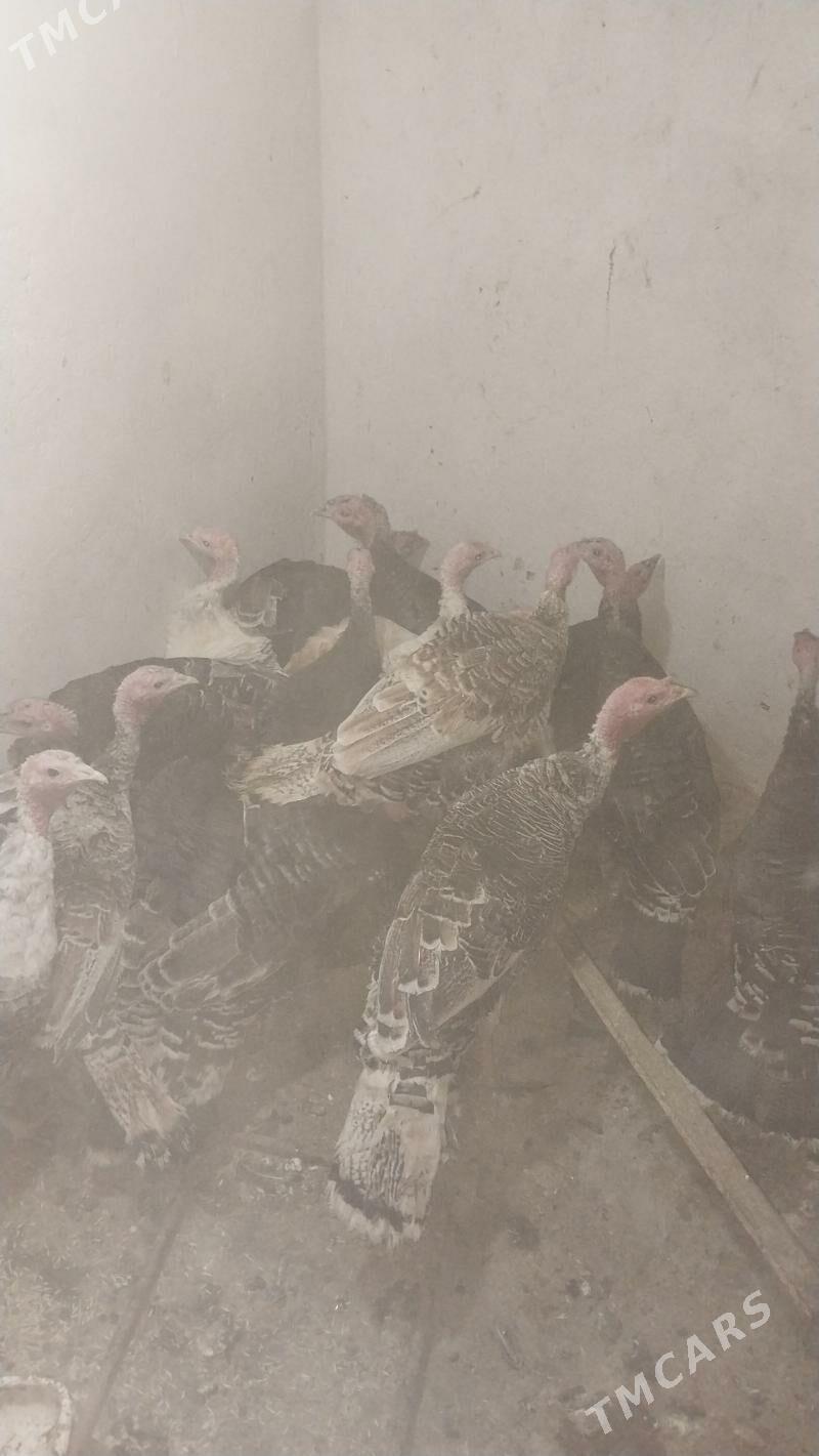 INDUK - Tejen - img 10