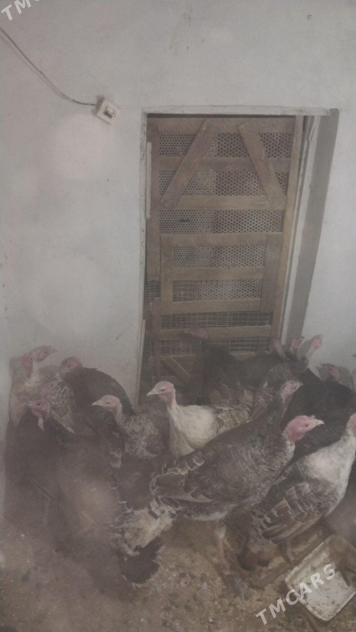 INDUK - Tejen - img 3