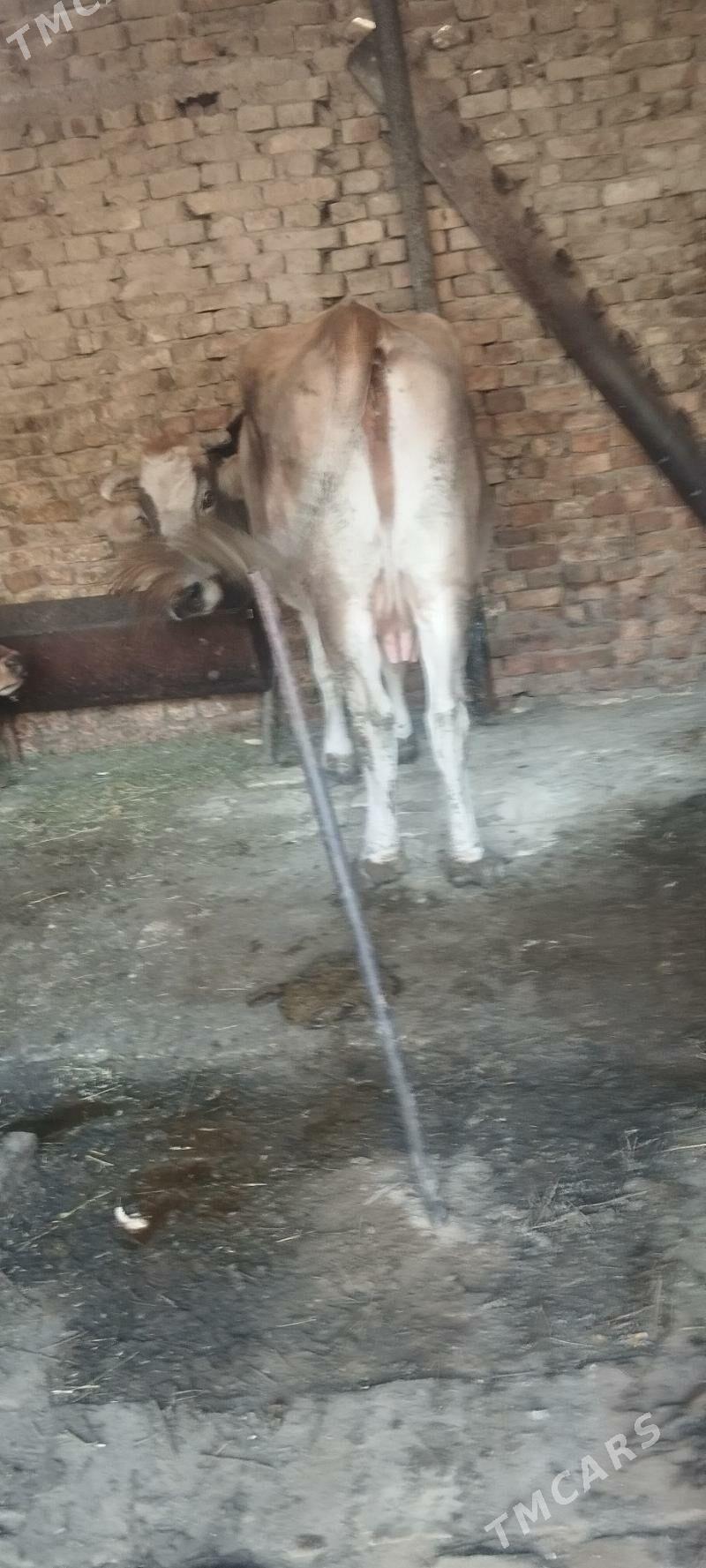 goleli sygyr - Aşgabat - img 3