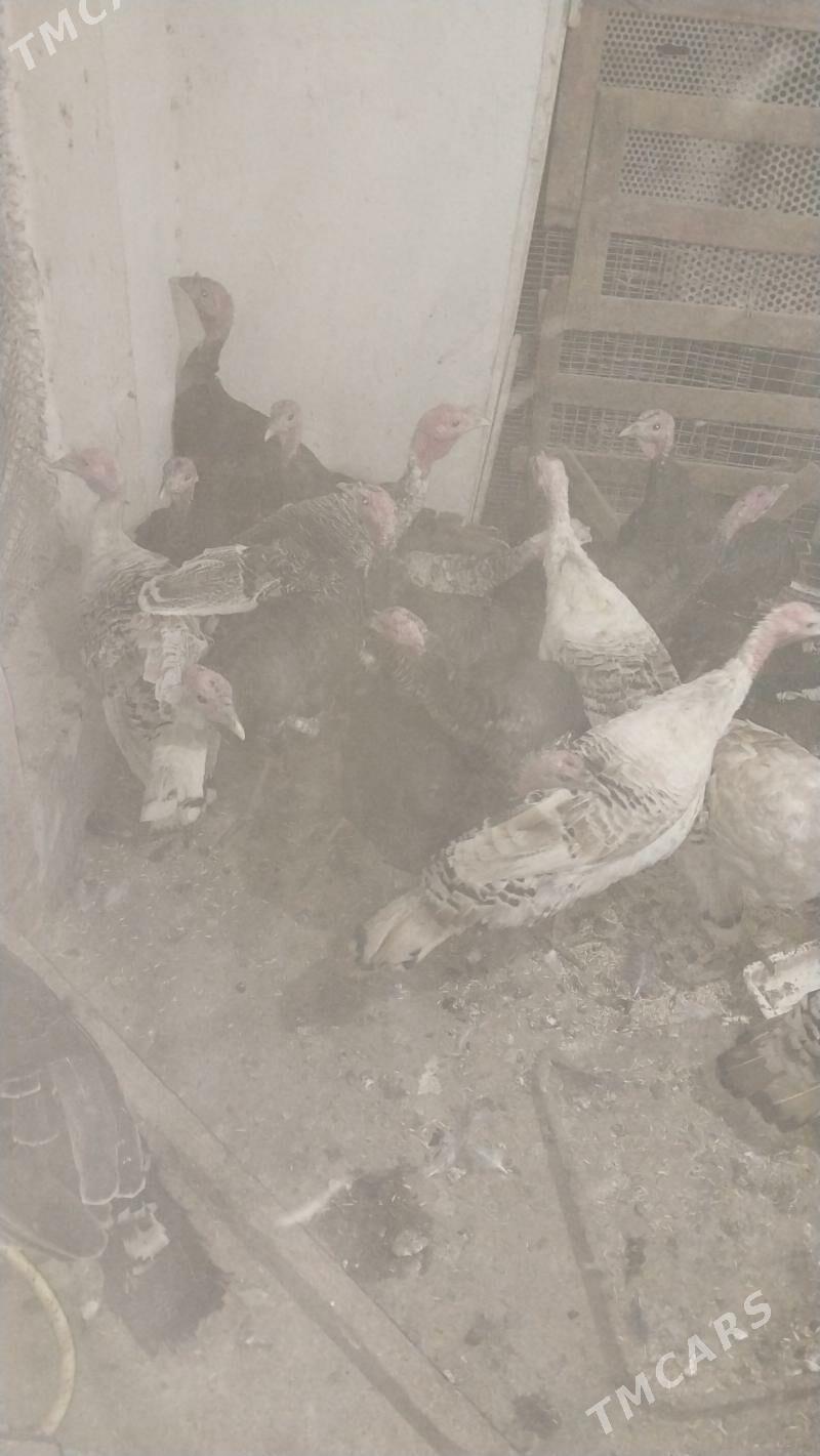 INDUK - Tejen - img 9