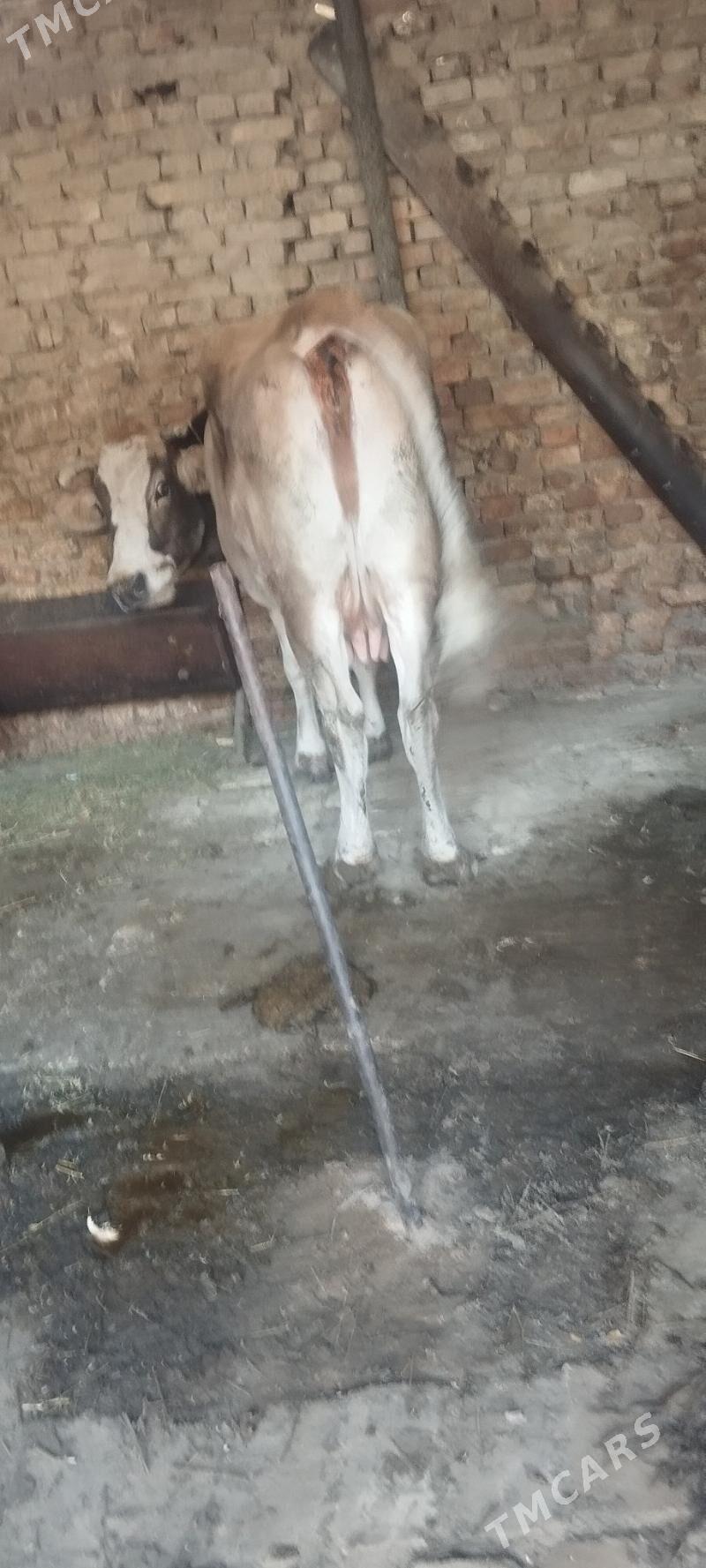 goleli sygyr - Aşgabat - img 2