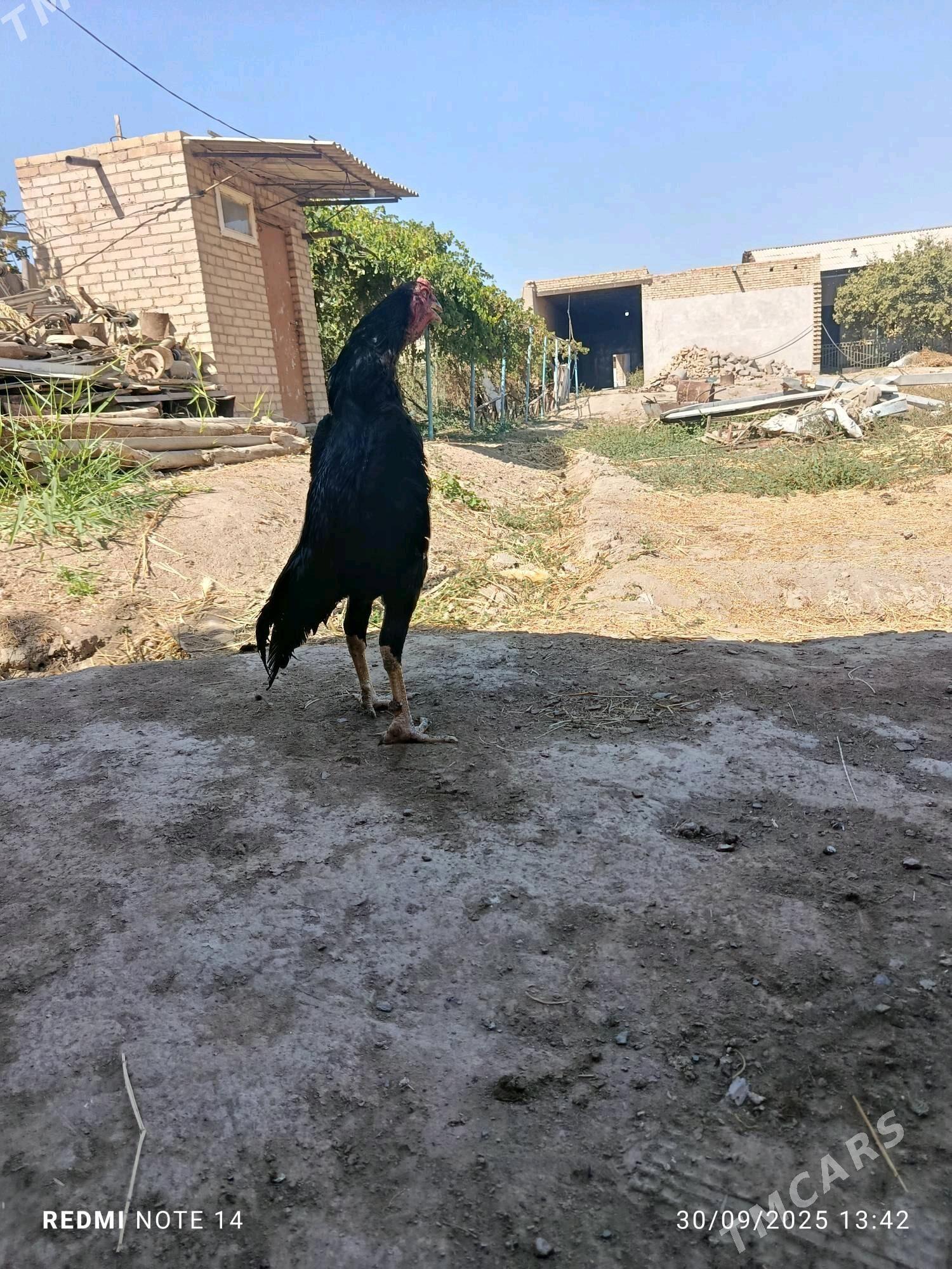 BAYES - Türkmenabat - img 4