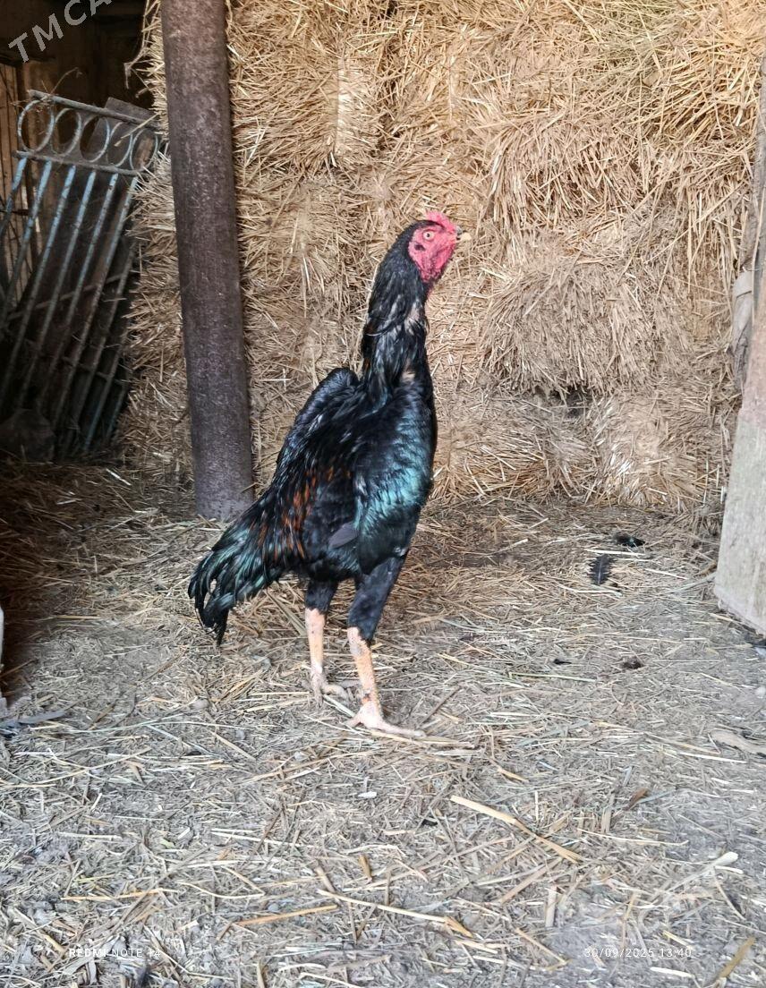 BAYES - Türkmenabat - img 3