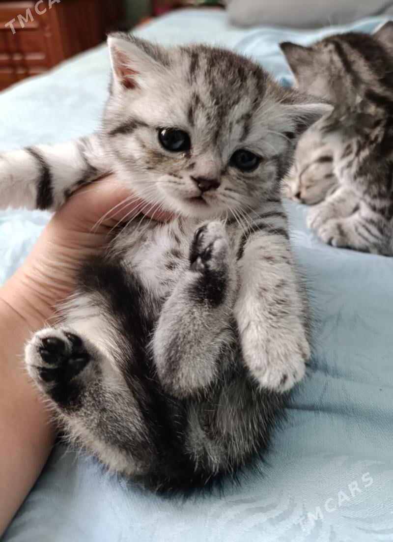 котята - Ашхабад - img 1