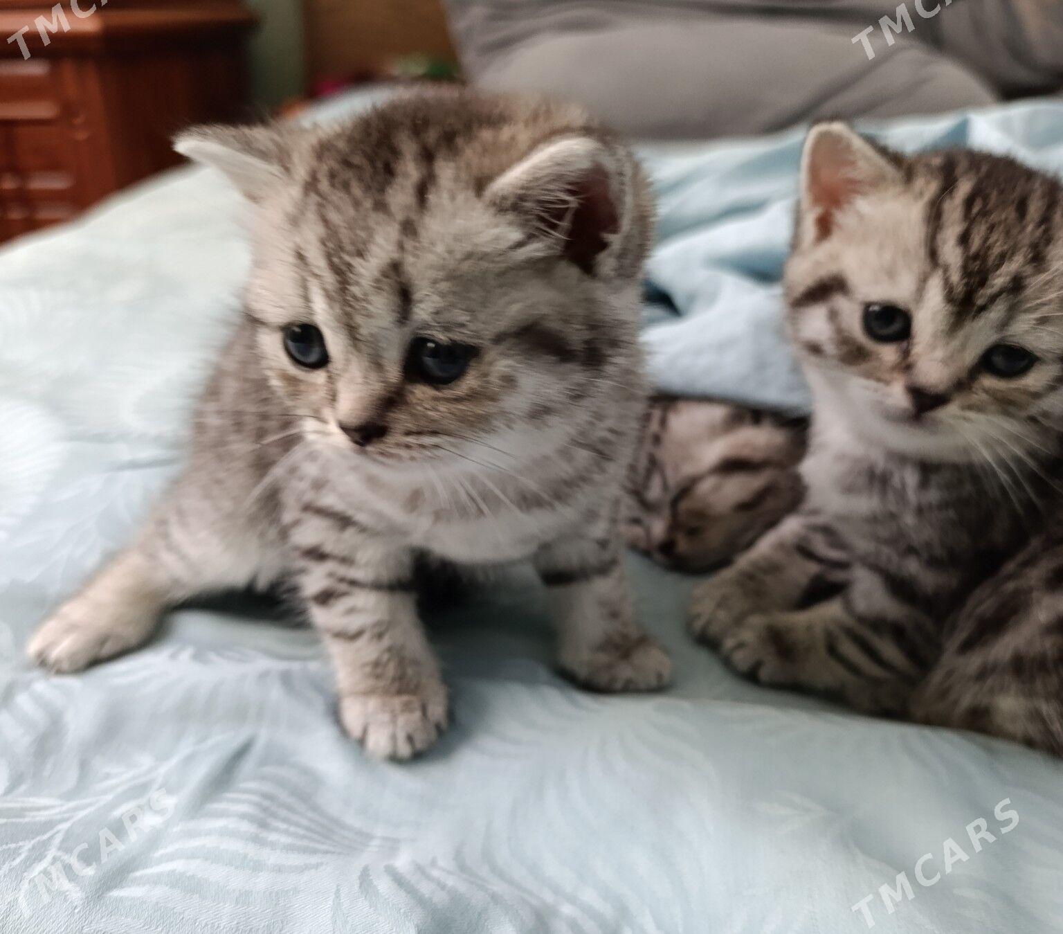 котята - Ашхабад - img 3