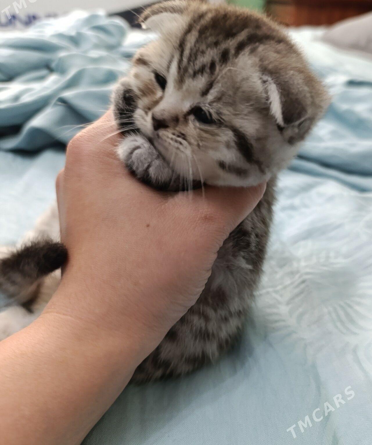 котята - Ашхабад - img 5