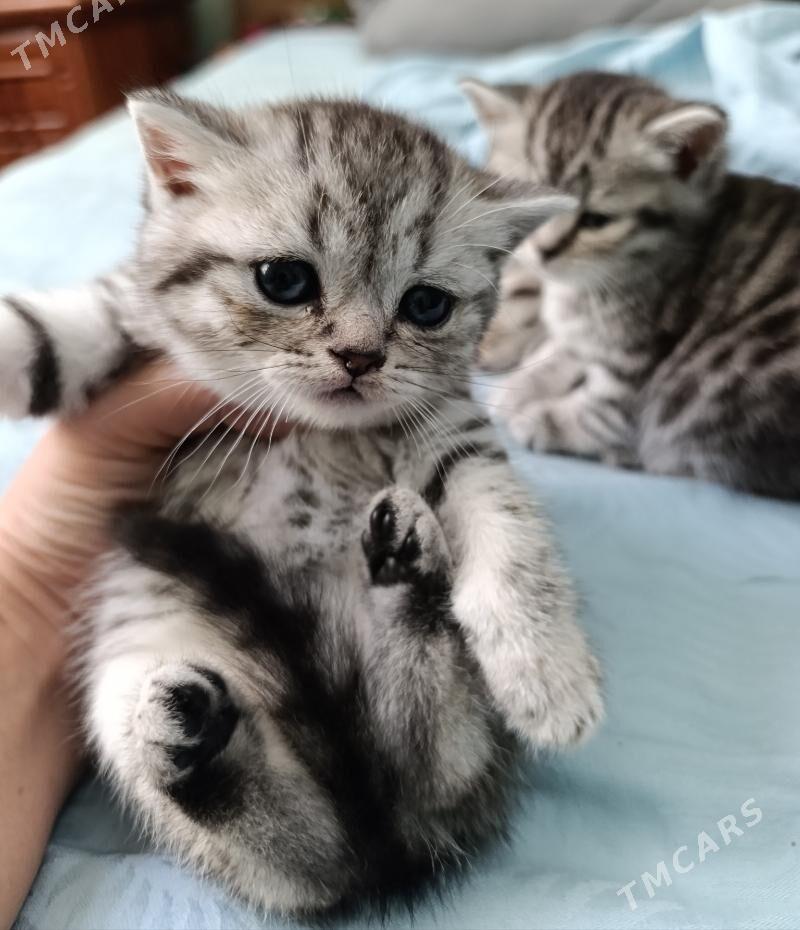 котята - Ашхабад - img 4