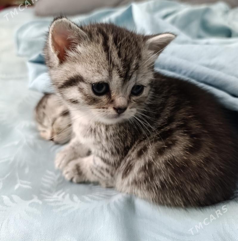 котята - Ашхабад - img 2