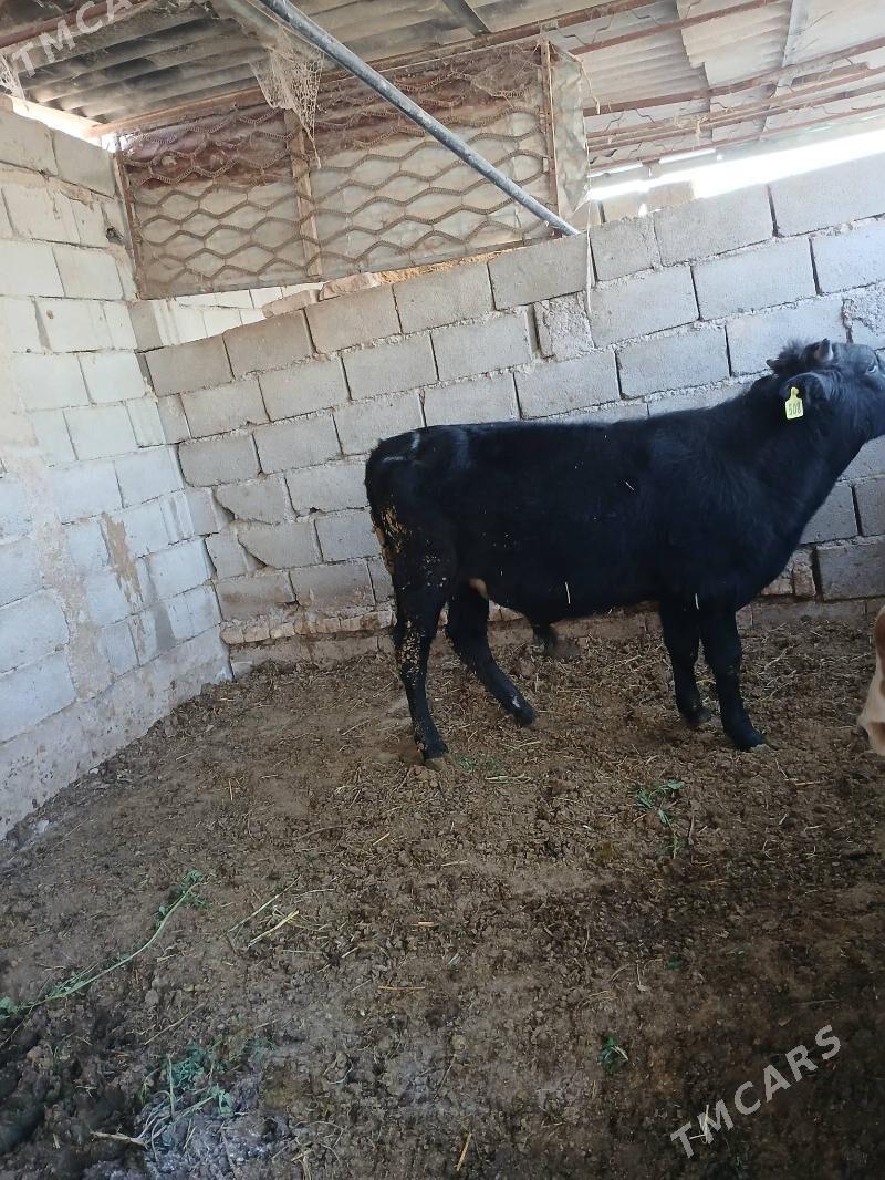 okuz - Ашхабад - img 6