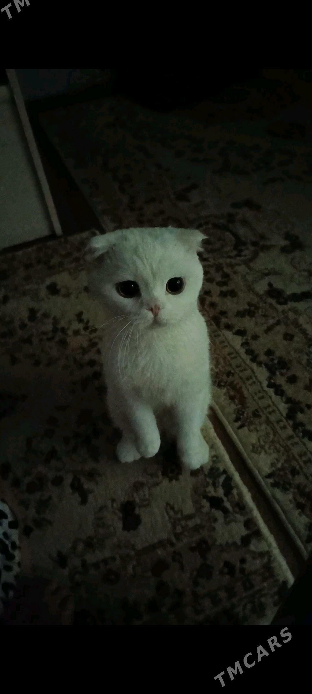 кот на вязку - Mary - img 2