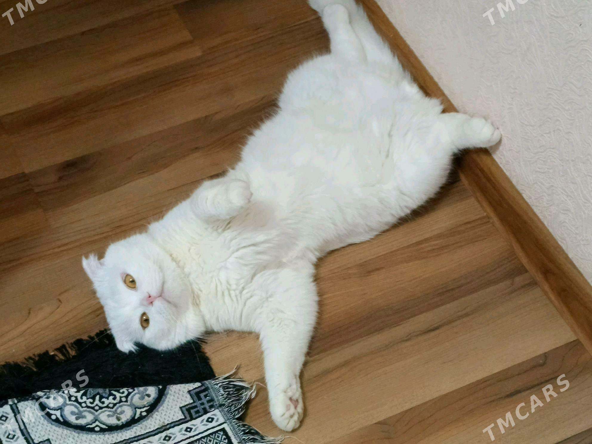 кот на вязку - Mary - img 5