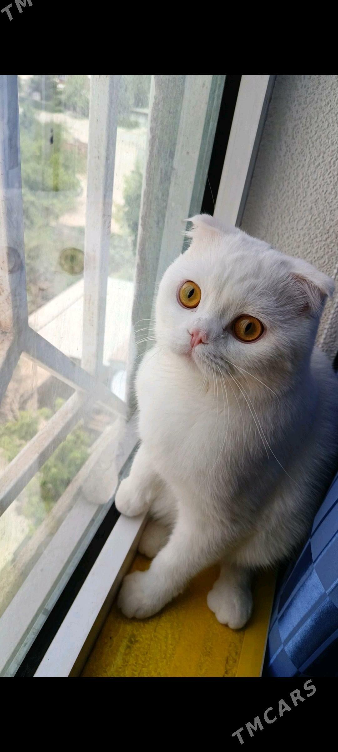 кот на вязку - Mary - img 1