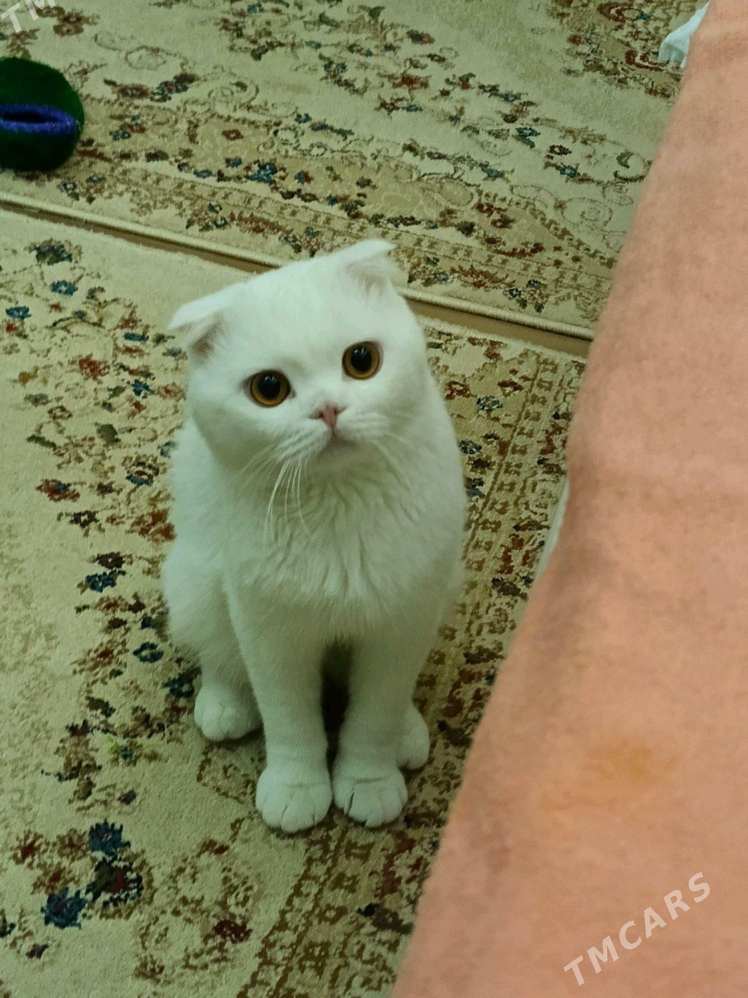 кот на вязку - Mary - img 3