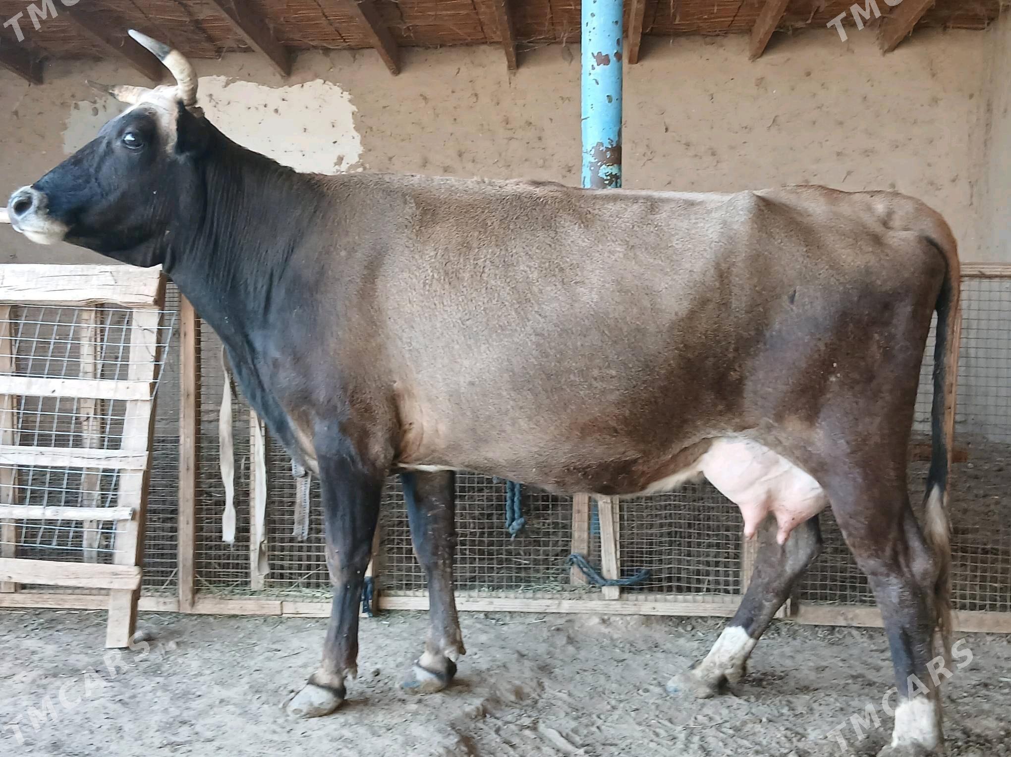 goleli - Wekilbazar - img 1