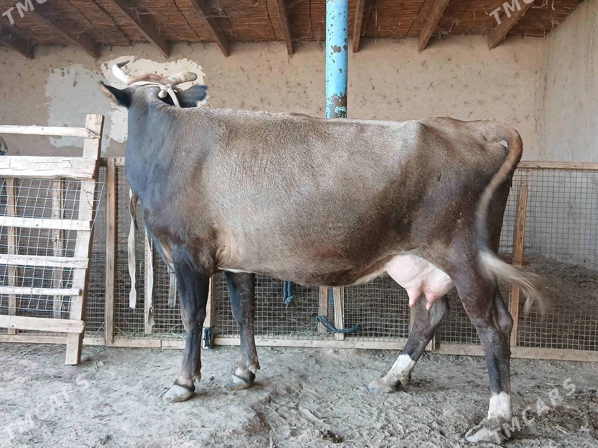 goleli - Wekilbazar - img 5