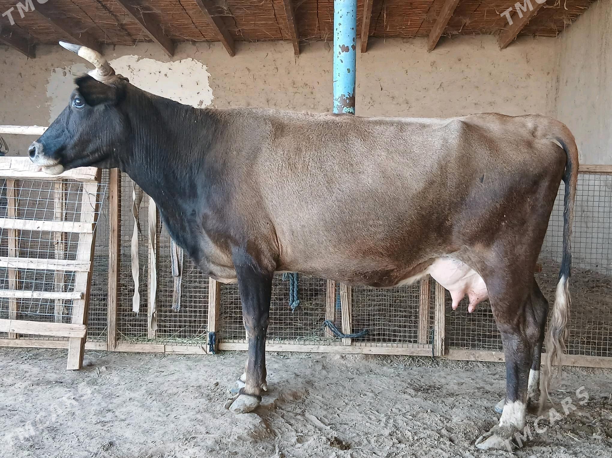 goleli - Wekilbazar - img 2