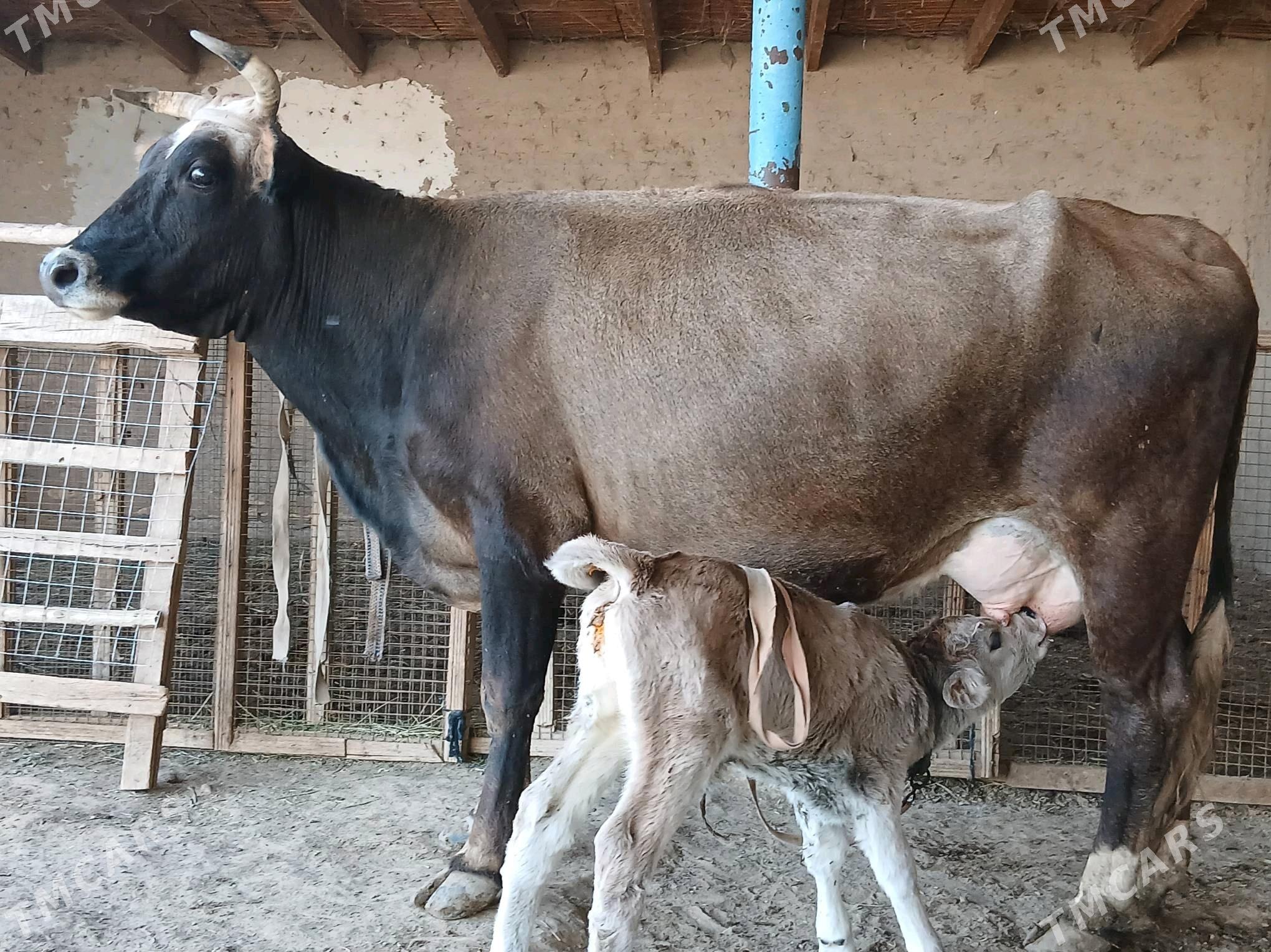 goleli - Wekilbazar - img 4