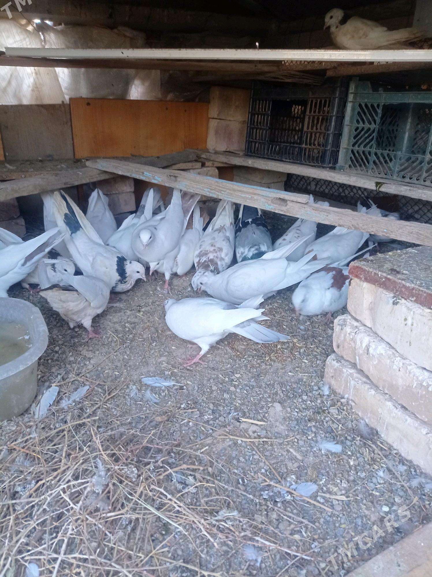 kepderi - Теджен - img 9