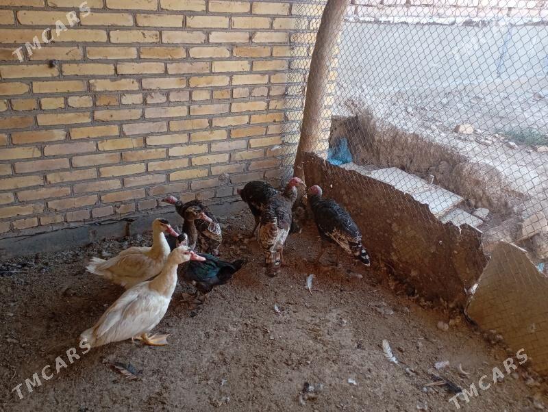 индюклар - Фарап - img 2