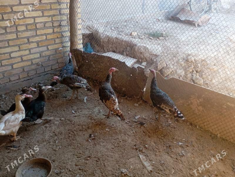 индюклар - Фарап - img 1