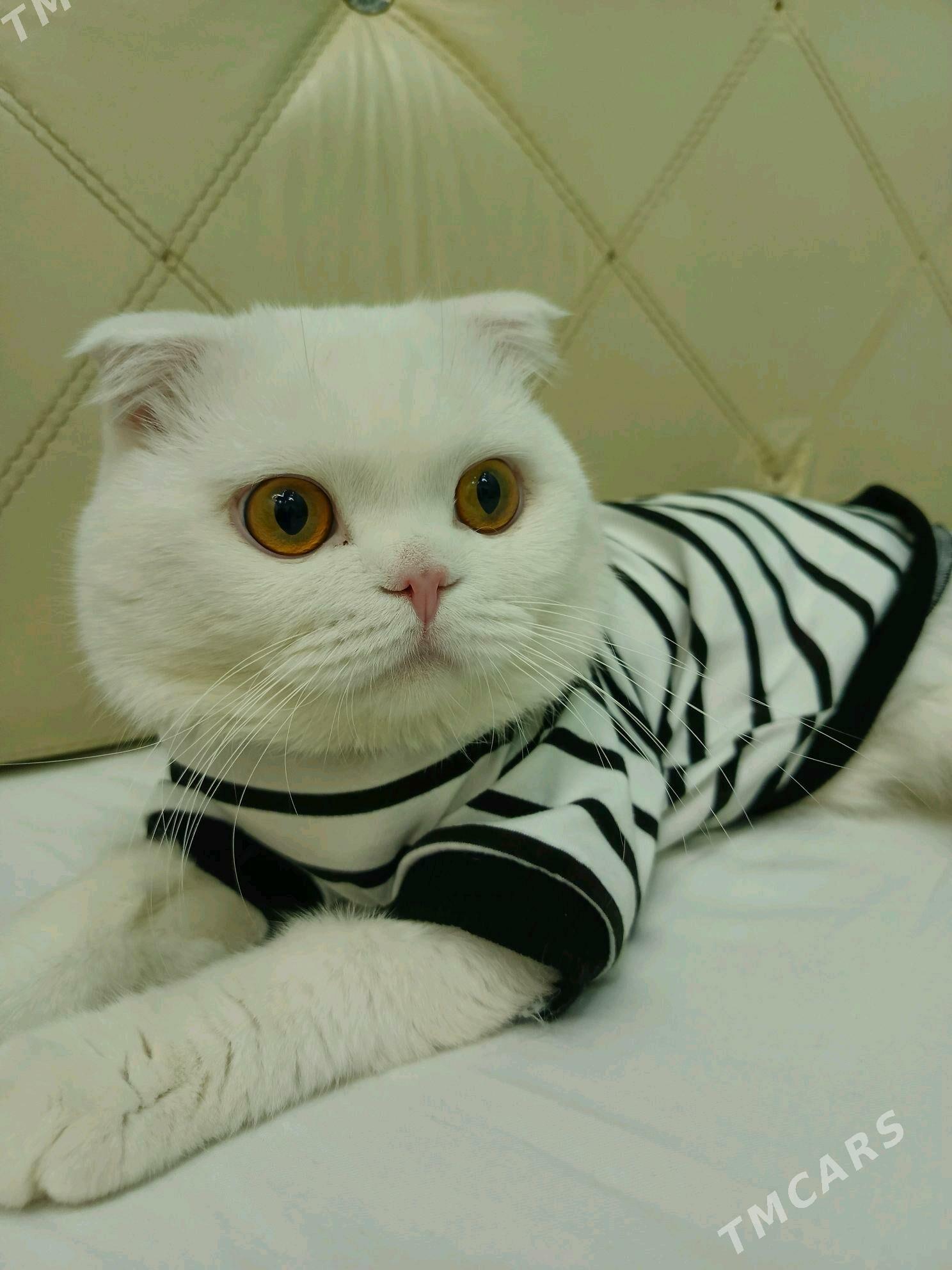 кот на вязку - Mary - img 4